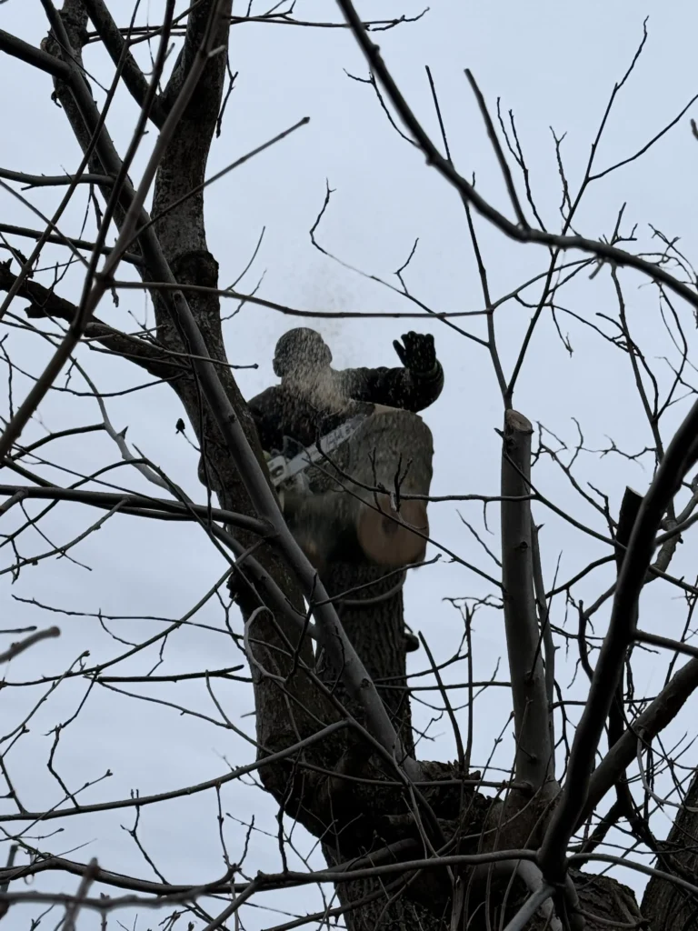 Strona główna Wycinka drzewa – pracownik arborysta na drzewie podczas ścinania gałęzi.