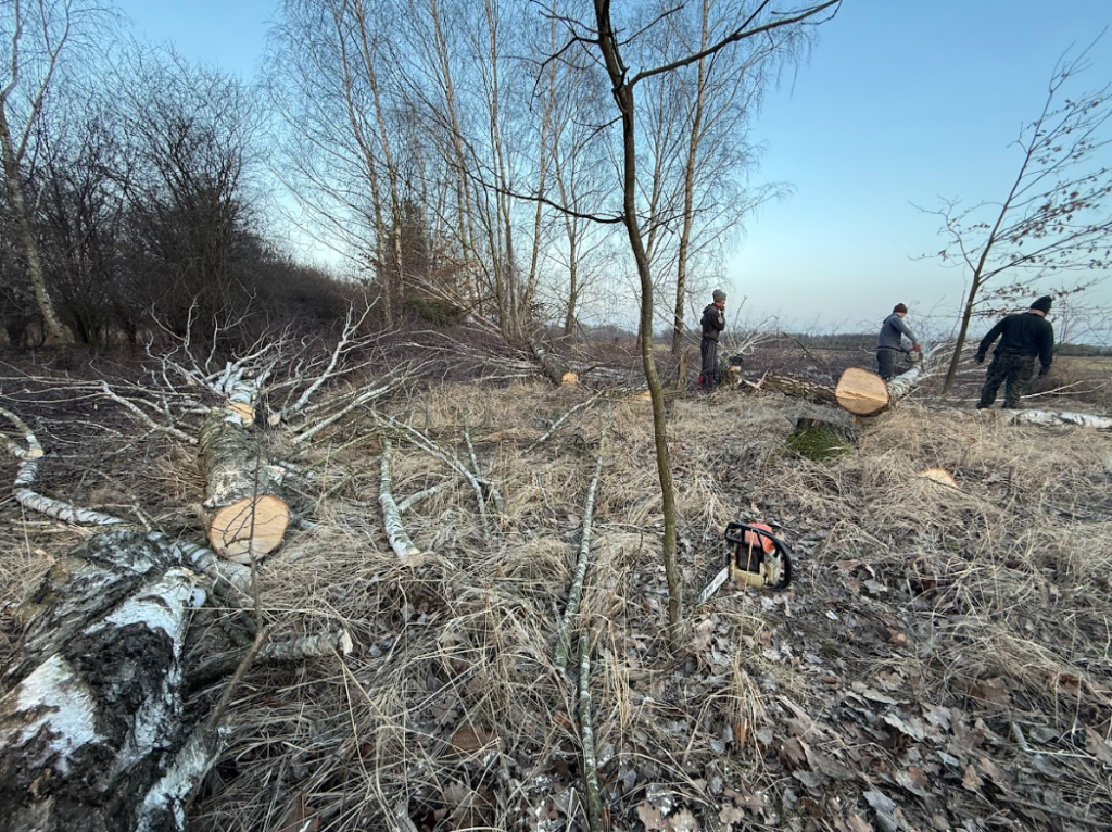 Strona główna Wycinka lasu
