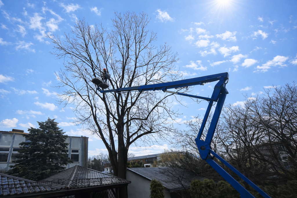 Profesjonalna arborystyka