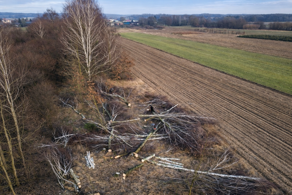 karczowanie działek timber fuel