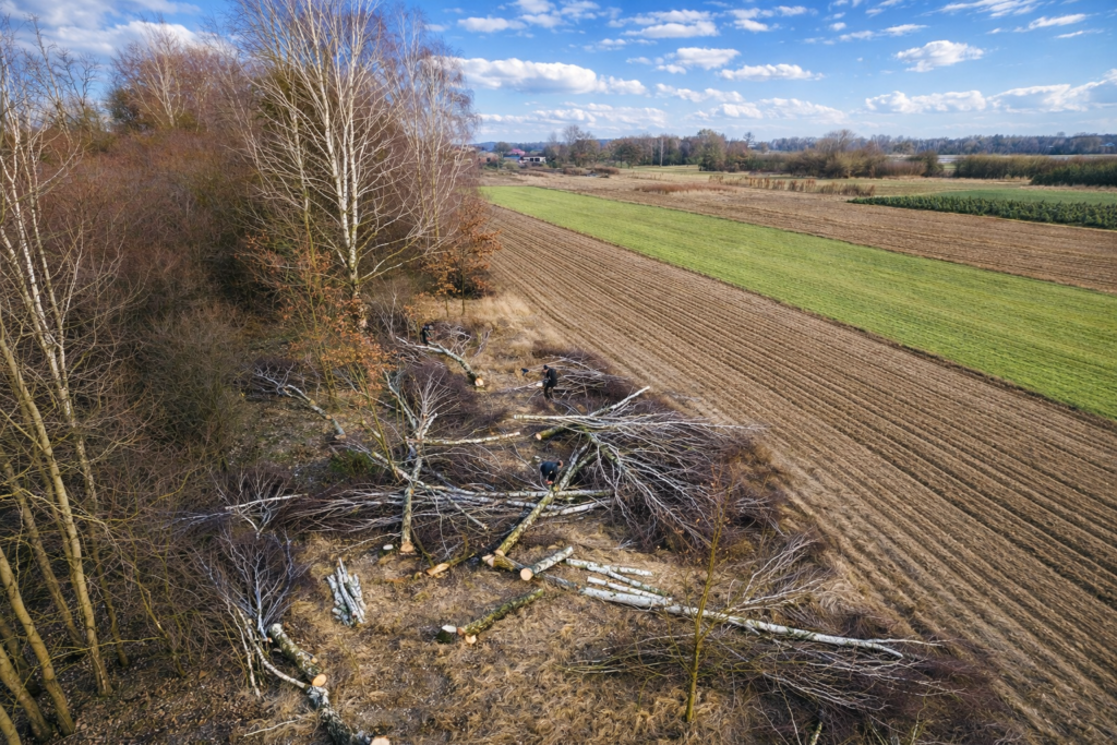 karczowanie dzialki timber fuel realizacja