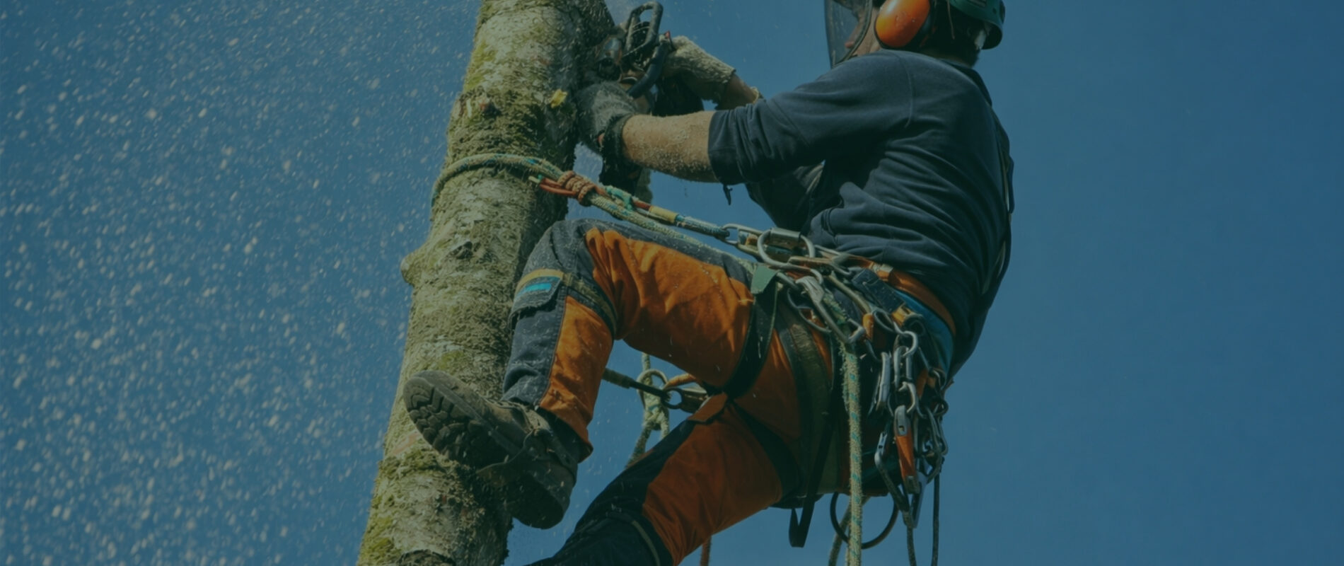 wycinka drzew timber fuel lubelskie